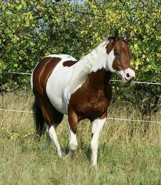 Levné připouštění hřebcem PAINT HORSE v roce 2014